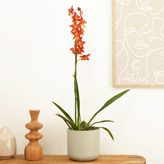 Cambria Orchid | Red Sun | Flowering Plants