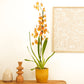 Cambria Orchid | Catatante Orange