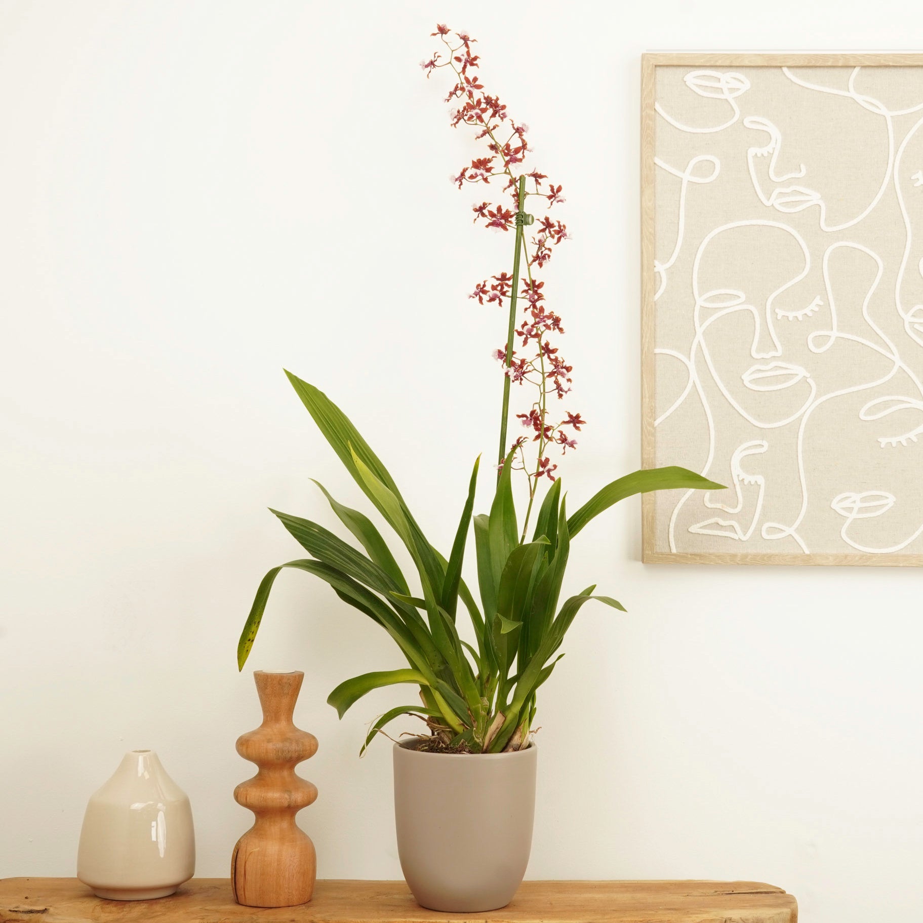 Scented Dancing Ladies Orchid | Cherry Baby | Hard To Find