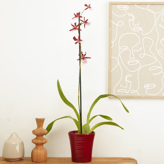 Cambria Orchid | Renaissance | Valentine's Day Plants & Gifts