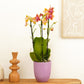 Phalaenopsis Orchid | Bolheri