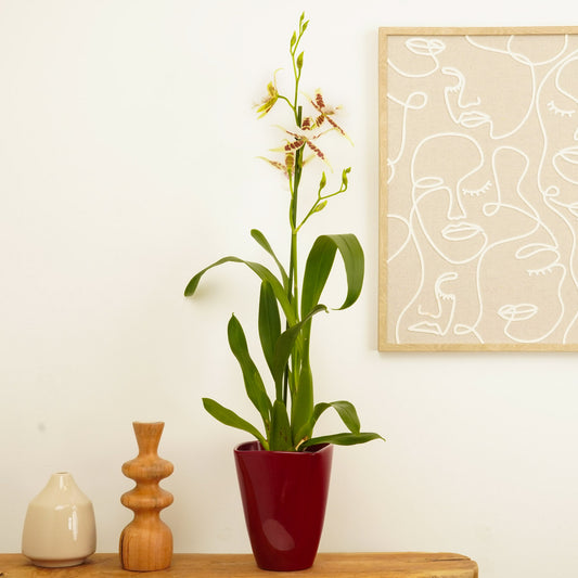 Dancing Ladies Orchid | White Renaissance | Rare Orchid | Valentine's Day Plants & Gifts