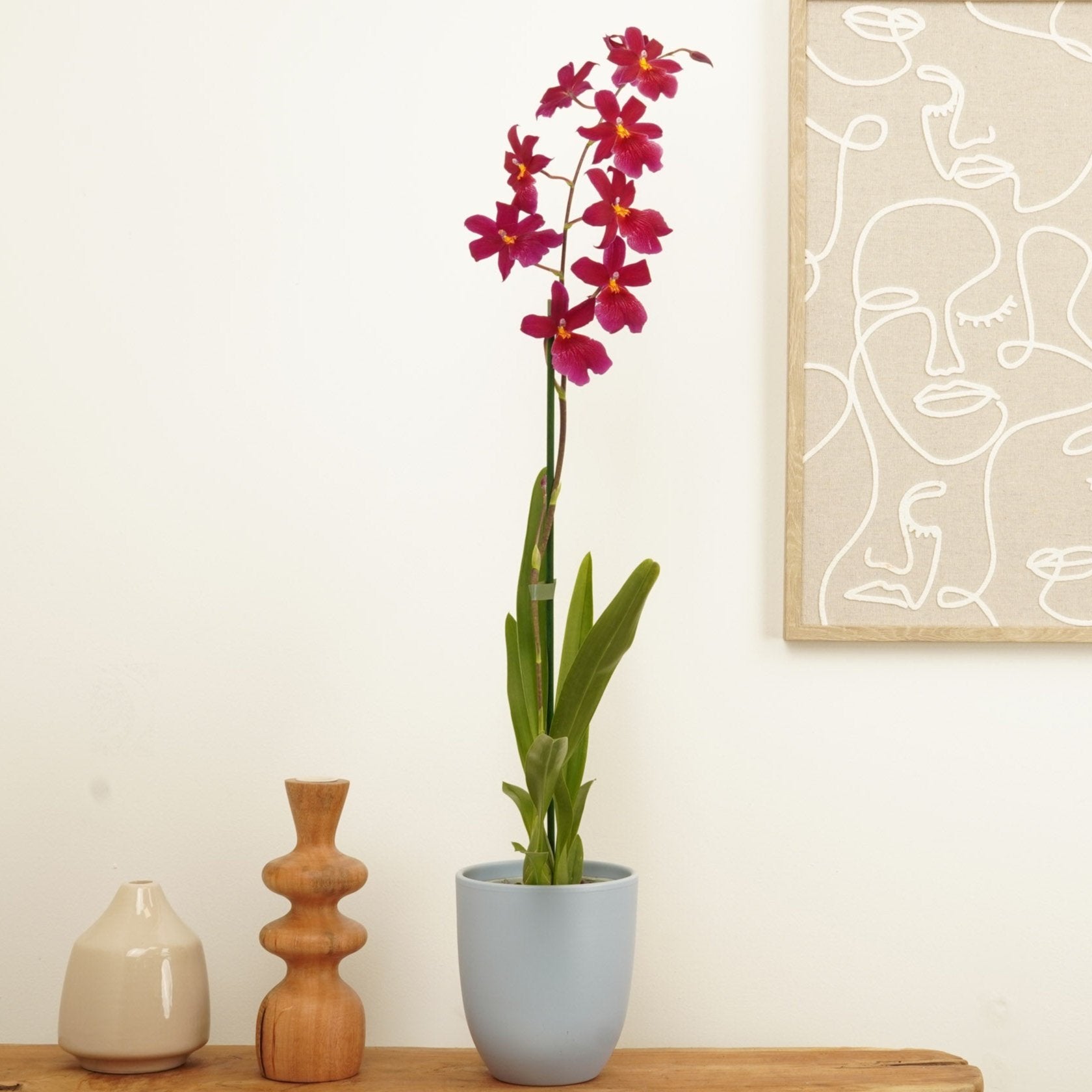 Burrageara Orchid | Nelly Isler Red Velvet