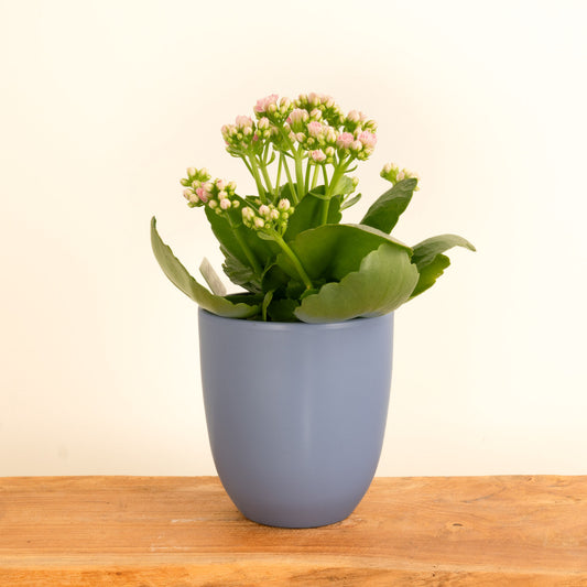 Pink Kalanchoe | Indoor Succulent Plants