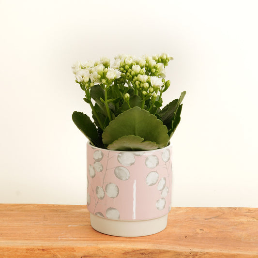 White Kalanchoe | Potted Houseplants