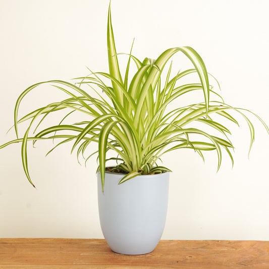 Spider Plant | Christmas