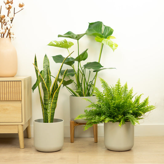 New Plant Parent Bundle | Houseplant Bundles