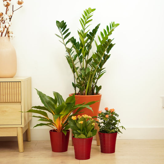 Autumn Glow Bundle | Houseplant Bundles