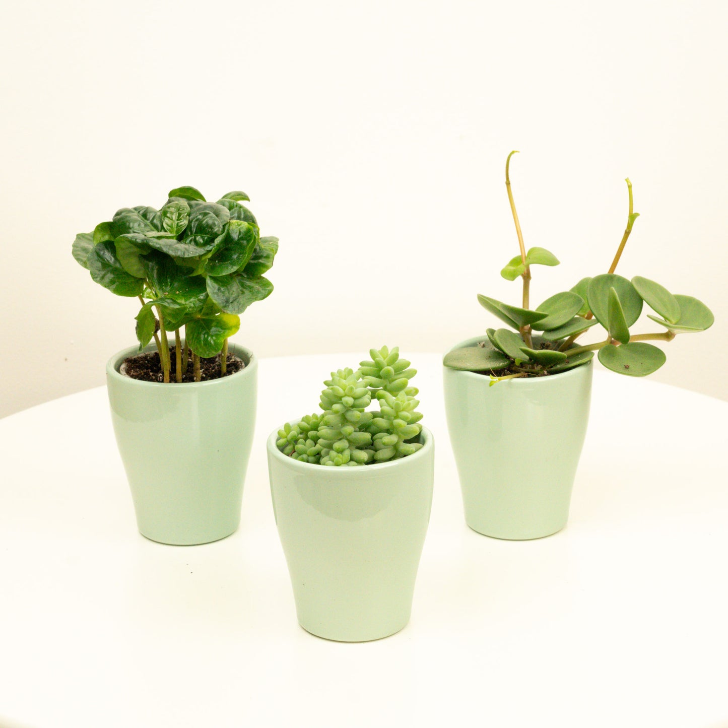 Bestseller Baby  | Plant Bundle