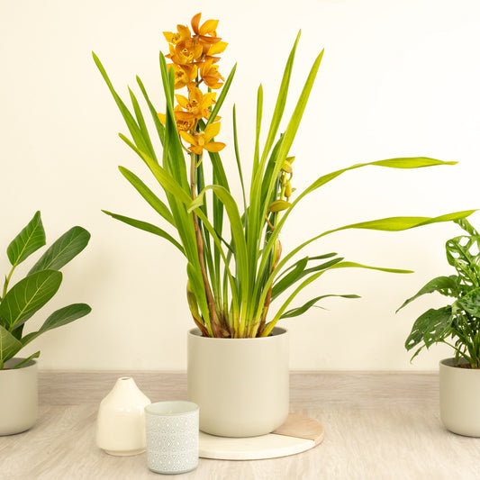 Cymbidium Orchid | Tiger | Flowering Plants