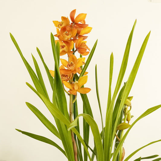 Cymbidium Orchid | Tiger | Potted Houseplants