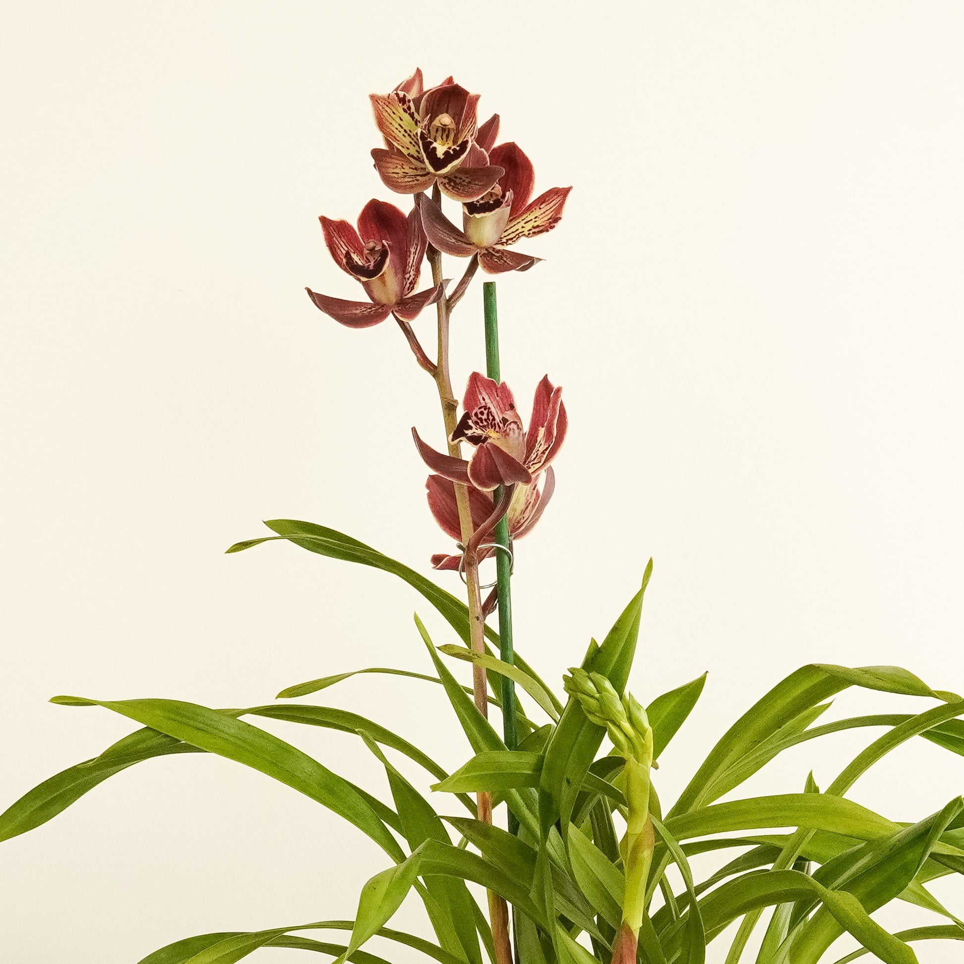 Cymbidium Orchid | Monty