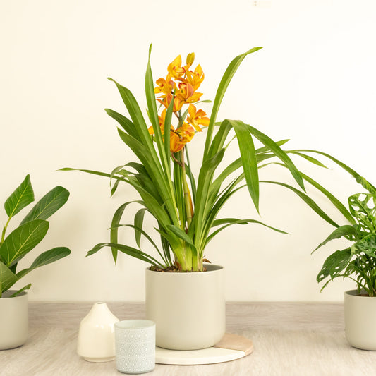 Cymbidium Orchid | Isla | Flowering Plants