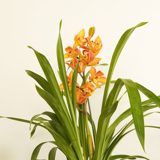 Cymbidium Orchid | Isla | Potted Houseplants