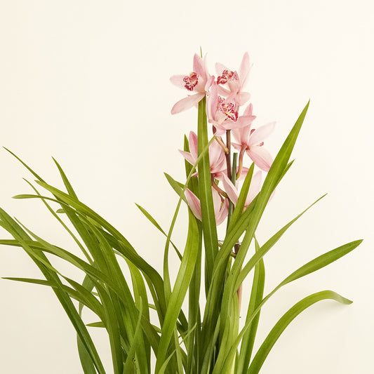 Cymbidium Orchid | Bryony | Potted Houseplants