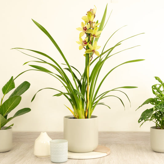 Cymbidium Orchid | Charlotte | Flowering Plants