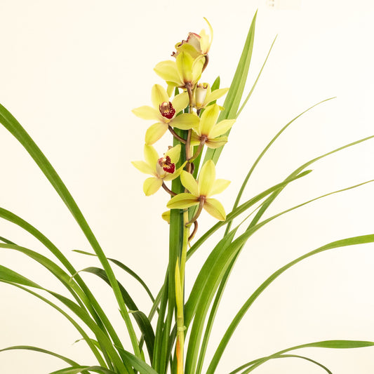 Cymbidium Orchid | Charlotte | Potted Houseplants