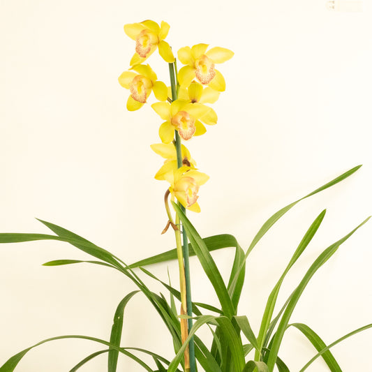 Cymbidium Orchid | Nell | Potted Houseplants