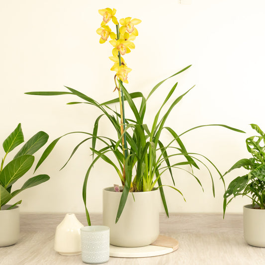 Cymbidium Orchid | Nell | Last Chance!