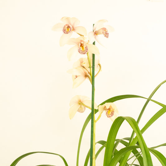 Cymbidium Orchid | Maggie | Potted Houseplants