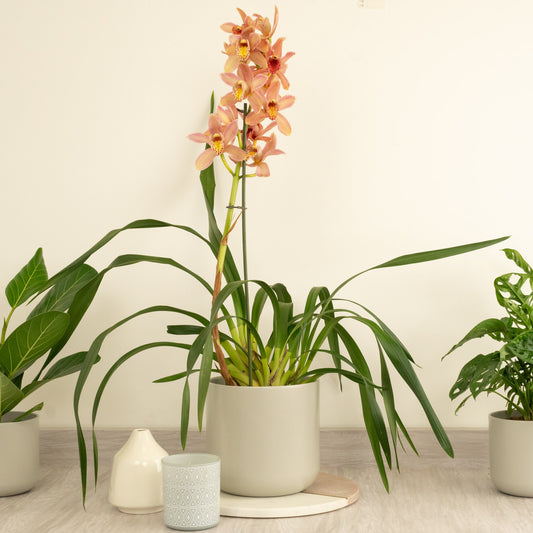 Cymbidium Orchid | Wilhelmina | Flowering Plants