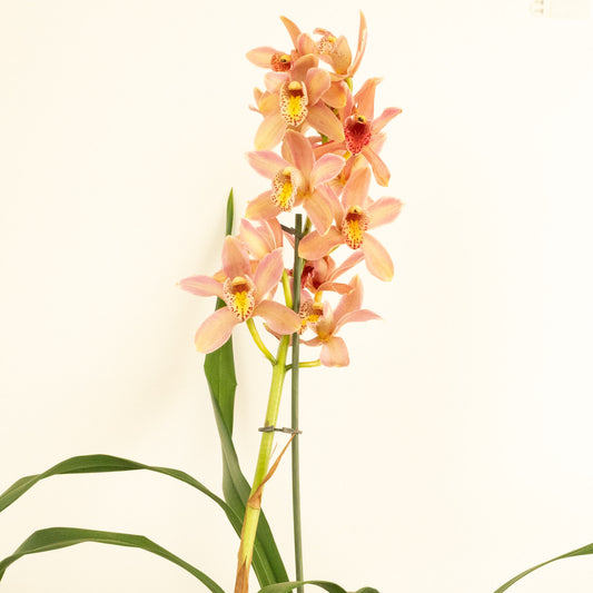 Cymbidium Orchid | Wilhelmina | Potted Houseplants