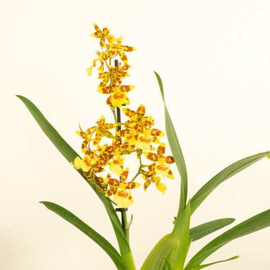 Colmanara Orchid | Pacific Sunset | Potted Houseplants