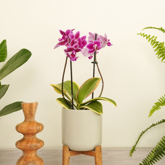 Variegated Phalaenopsis Orchid | Coffey | Flowering Plants