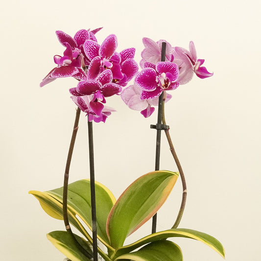 Variegated Phalaenopsis Orchid | Coffey | Potted Houseplants