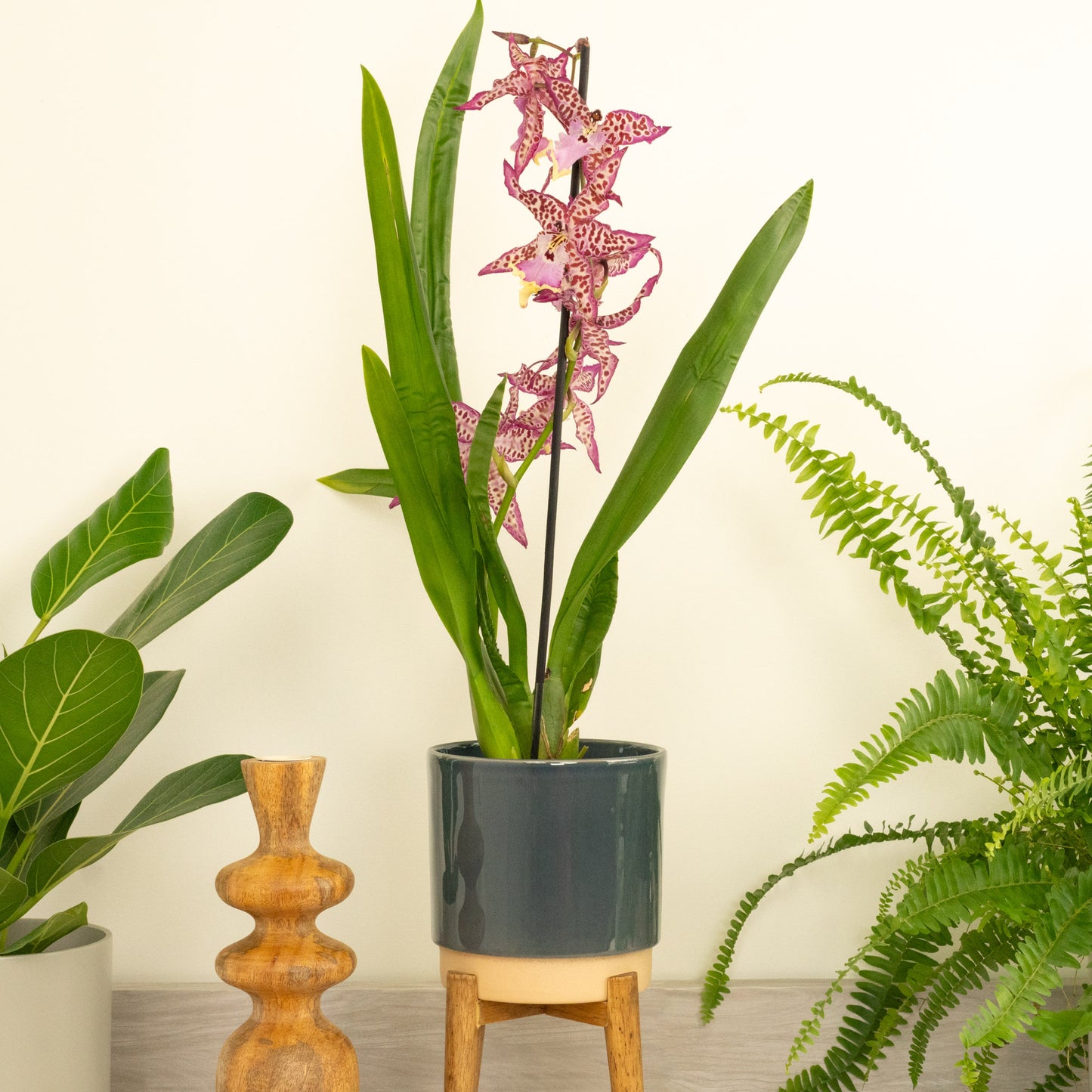 Cambria Orchid | Purple Princess | Hard To Find