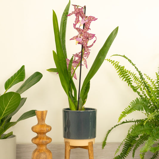 Cambria Orchid | Purple Princess | Hard To Find | Pet Safe Plants