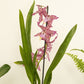 Cambria Orchid | Purple Princess | Hard To Find