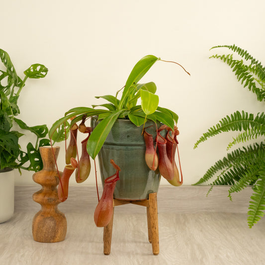 Monkey Jars | Alata | Large & Tall Plants