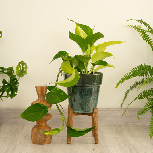 *New* Devil's Ivy | Tricolour | Golden Pothos | Pothos & Epipremnum Plants