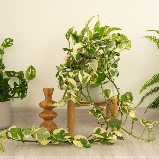 Pothos | Happy Leaf | N'joy | Exotic & Tropical Plants