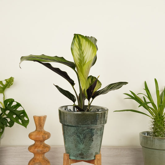 Prayer Plant | Beauty Star | Potted Houseplants