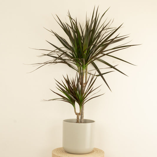 Dragon Tree | Magenta | Potted Houseplants