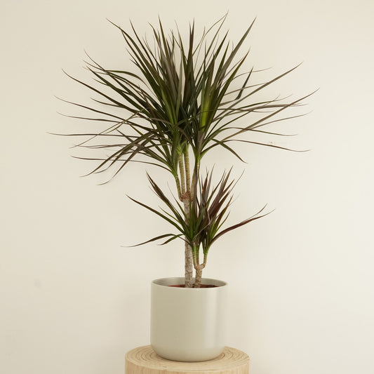 Dragon Tree | Magenta | Dracaena Plants