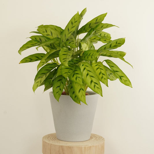 Prayer Plant | Leopardina | Valentine's Day Plants & Gifts