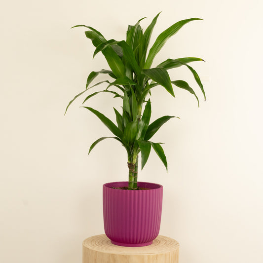 Palm | Janet Craig | Palm Houseplants