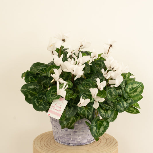 Cyclamen | Allure White | Valentine's Day Plants & Gifts