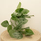 Silver Satin Pothos | Silvery Ann