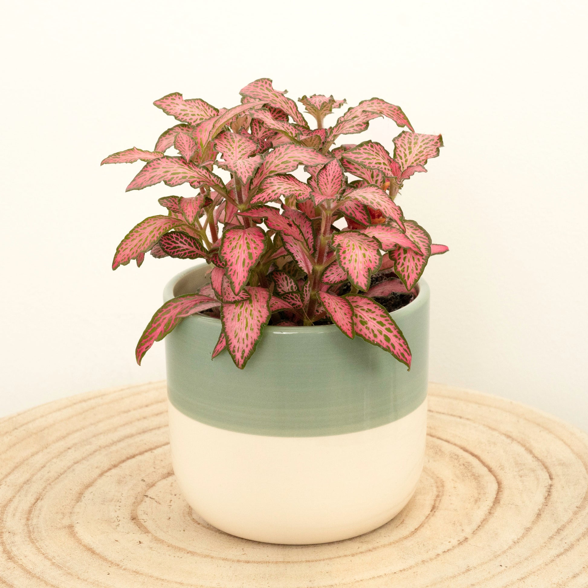 Nerve Plant | Forest Flame Pink