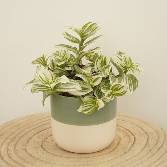 Wandering Dude | Brightness | Indoor Plants