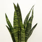 Snake Plant | Zeylanica