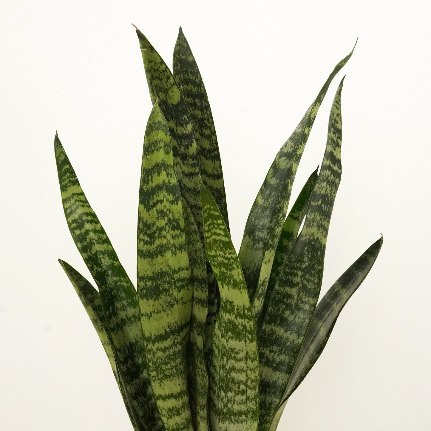 Snake Plant | Zeylanica