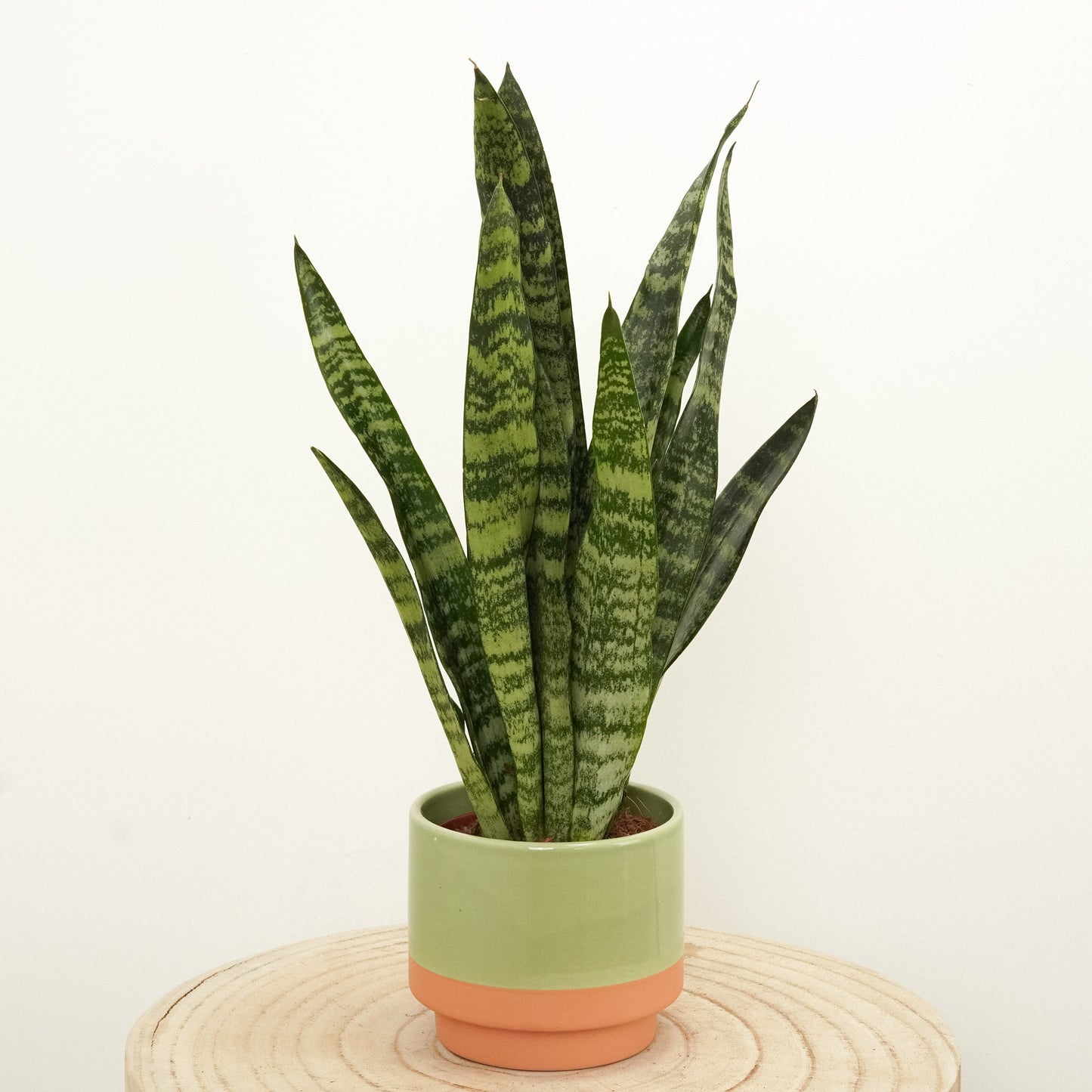 Snake Plant | Zeylanica