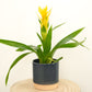 Bromeliad | Guzmania | Deseo Yellow