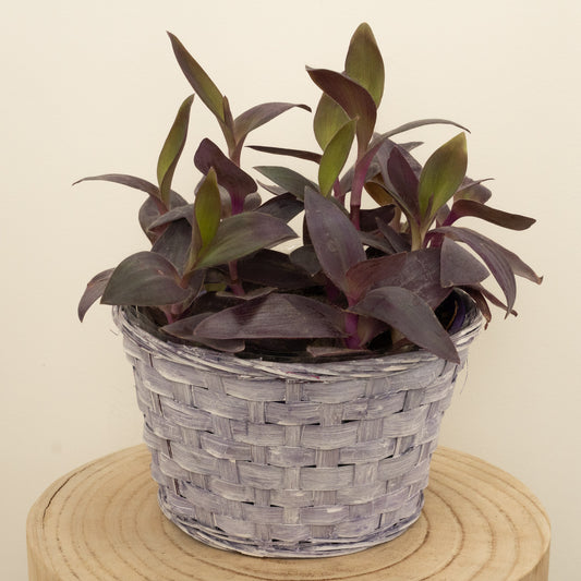 Wandering Dude | Purple Heart | Hard To Find | Houseplant Moving Sale