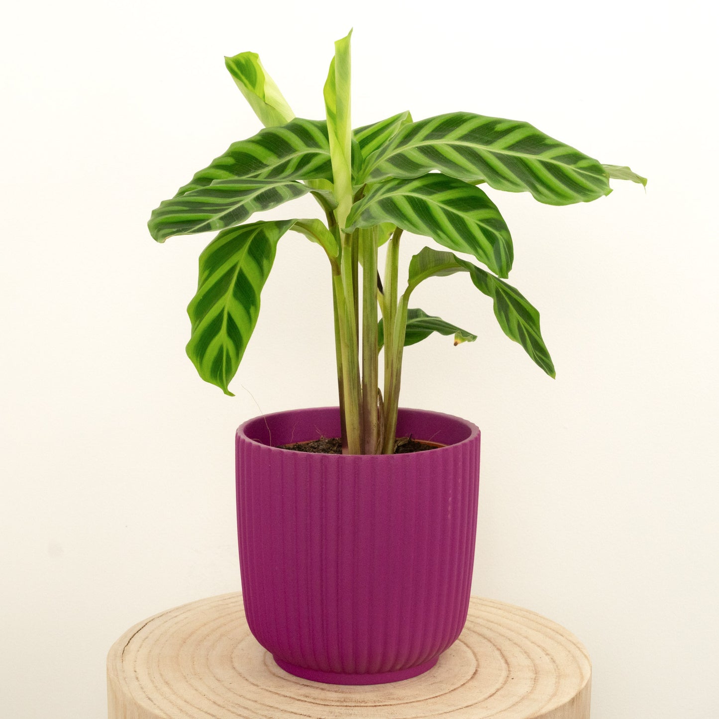 Prayer Plant | Zebrina